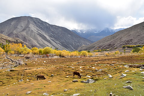  Sham Valley Trek, Leh Ladakh
