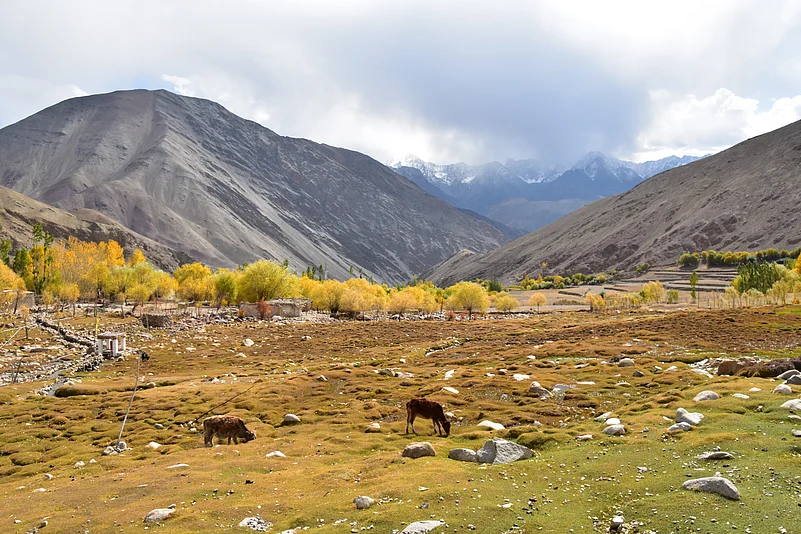 Sham Valley Trek, Leh Ladakh
