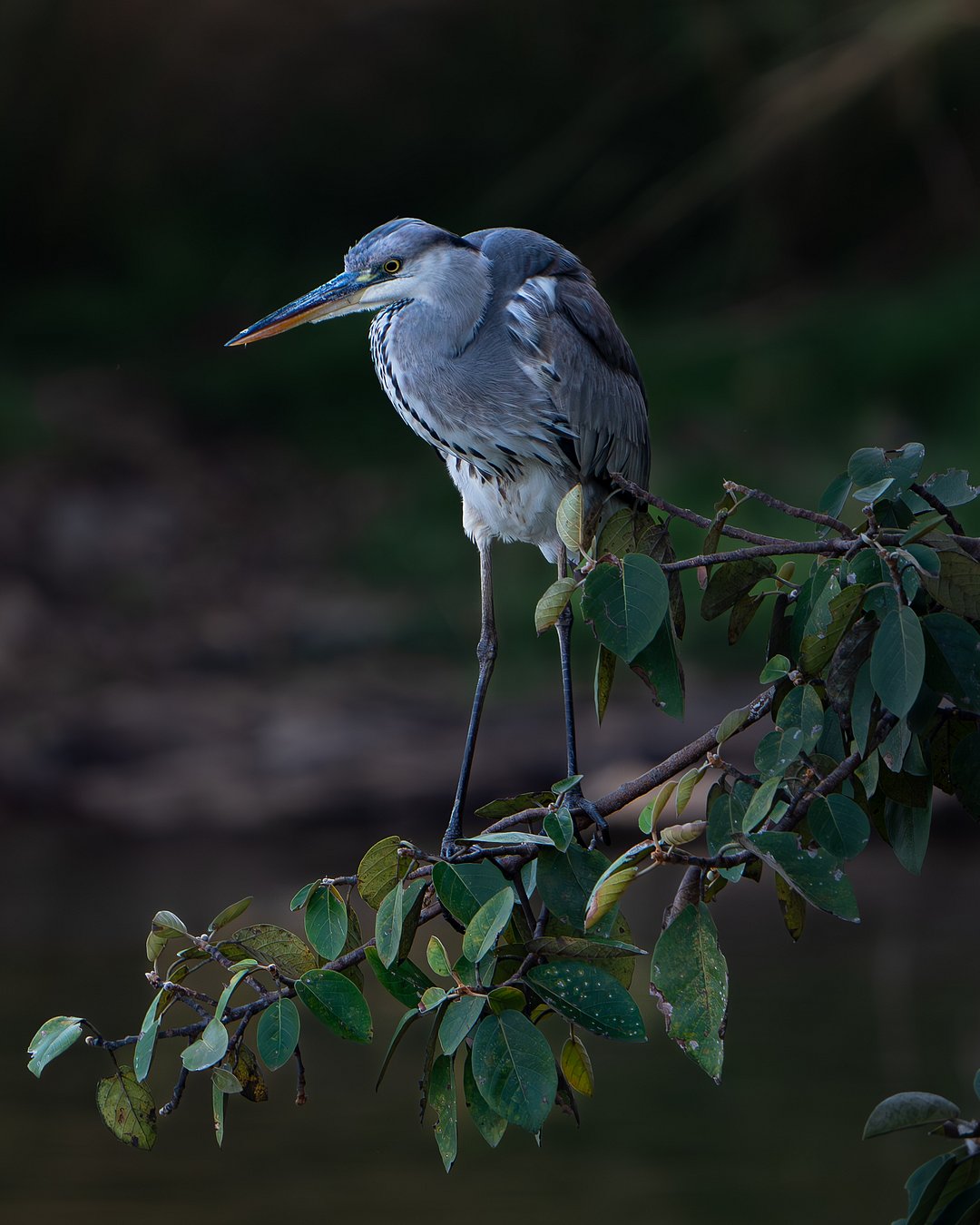 Grey heron spotted at Ranthambore National Park