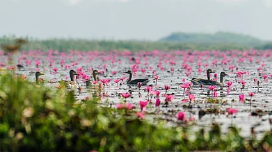simantaKphotos/Shutterstock : Greylag geese in the Urpad Beel of Assam