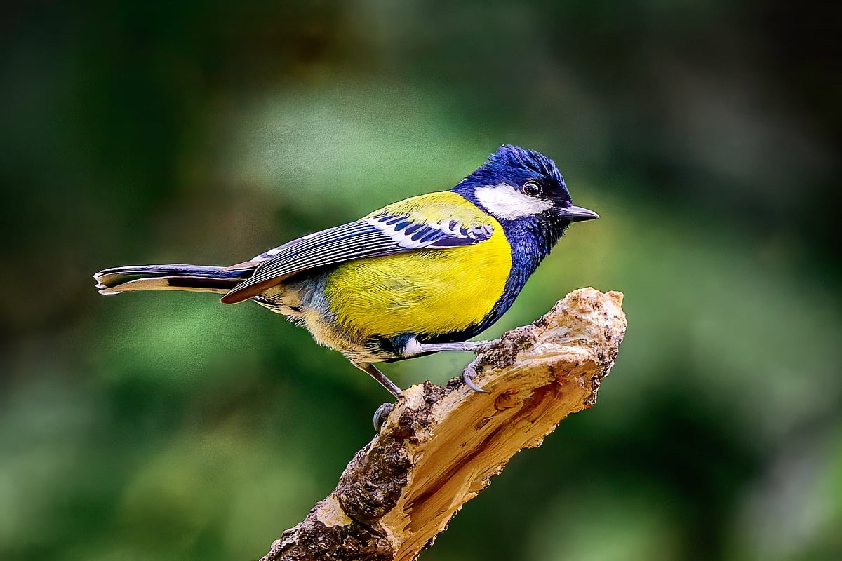 A green-backed tit in Sattal, Uttarakhand