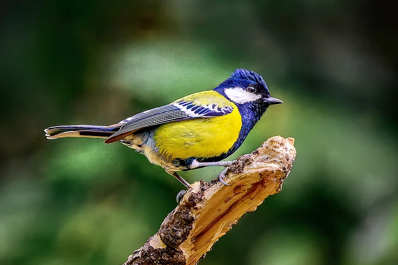 A green-backed tit in Sattal, Uttarakhand