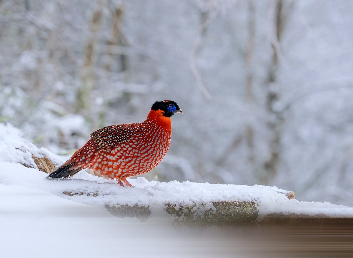 A satyr tragopan in the snow