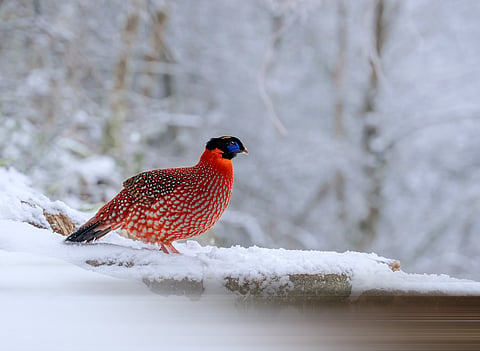 A satyr tragopan in the snow