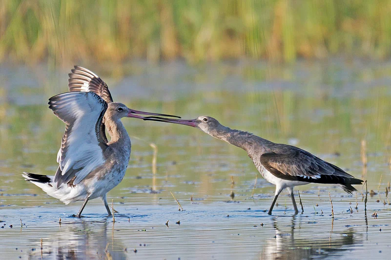 Black-tailed godwits in Gujarat