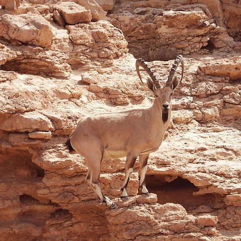 An ibex at the Ibex Protected Area, Saudi Arabia