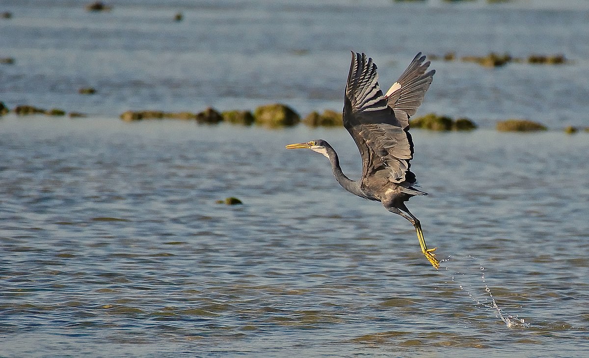 Western Reef Heron at Marine National Park Gujarat