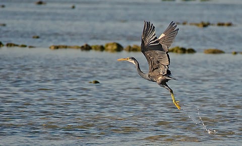Western Reef Heron at Marine National Park Gujarat