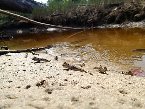 Mudskippers at Mahatma Gandhi Marine National Park
