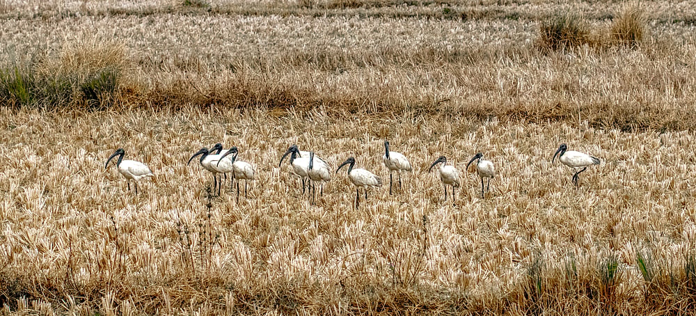 Black Headed Ibis in Gahirmatha
