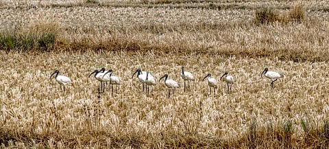 Black Headed Ibis in Gahirmatha