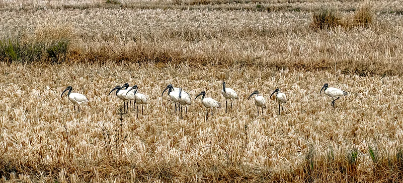 Black Headed Ibis in Gahirmatha
