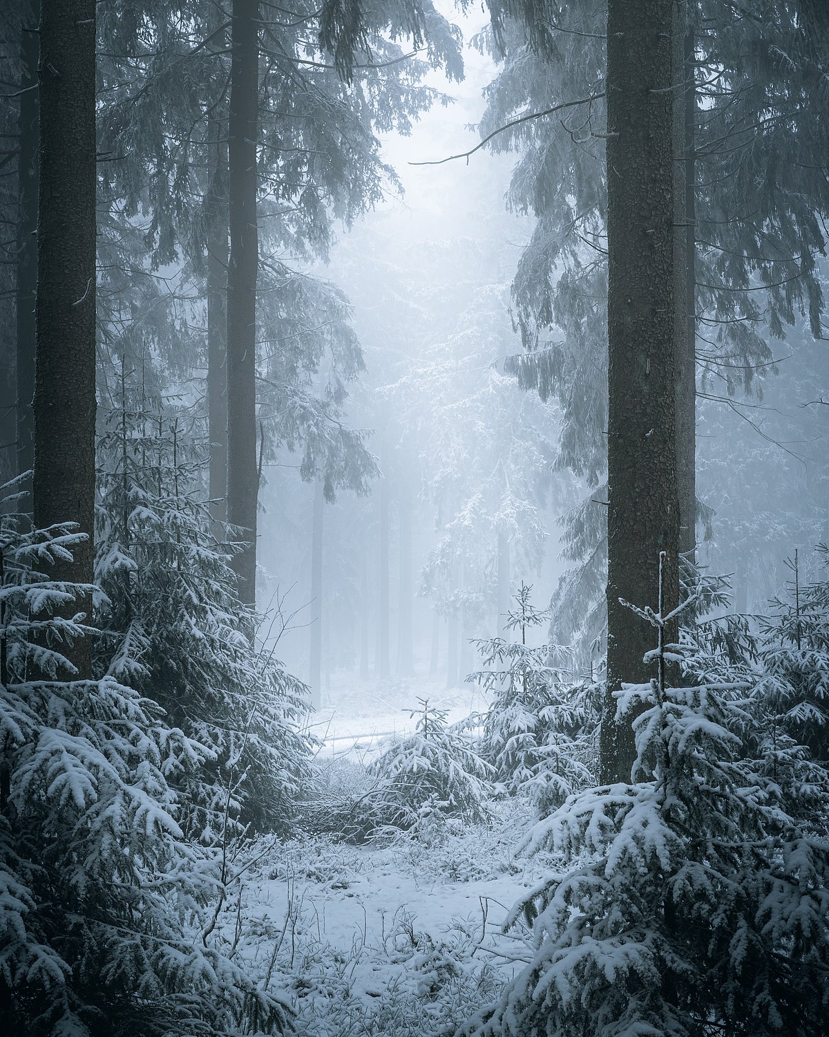 Shutterstock : A view of a snowy wonderland