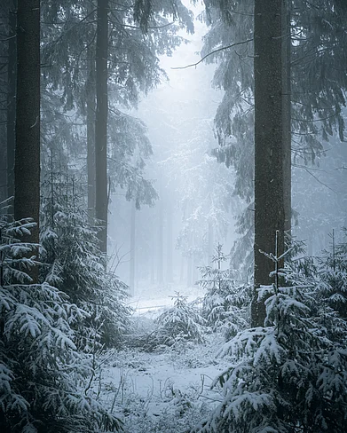 Shutterstock : A view of a snowy wonderland
