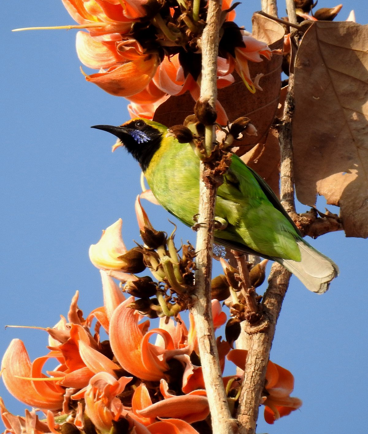 Wikimedia Commons : Gold-fronted Leafbird at Tansa Wildlife Sanctuary