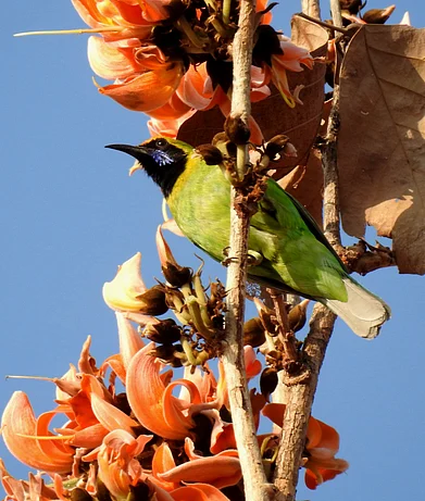 Wikimedia Commons : Gold-fronted Leafbird at Tansa Wildlife Sanctuary