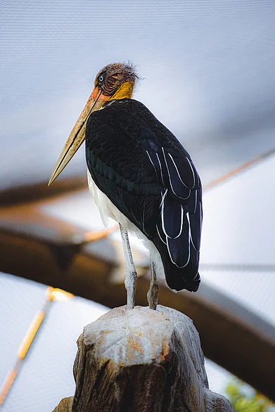 Shutterstock : Birds of India-Lesser Adjutant Storks (Leptoptilos Javanicus) also known as Hair-Crested Adjutant Storks at Veermata Jijabai Bhosale Udyan And Zoo in Byculla, Mumbai