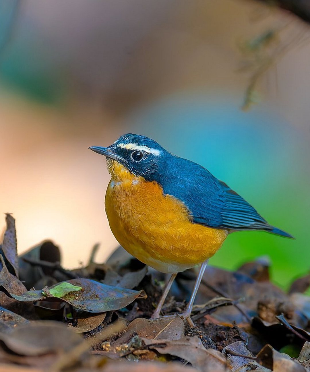A look at an Indian Blue Robin