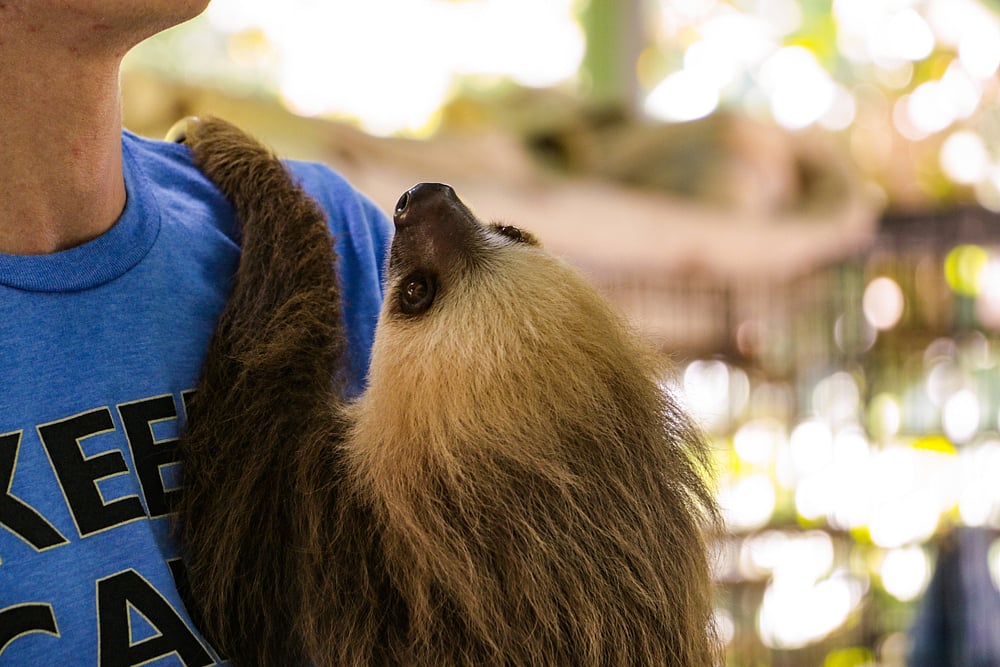 A two-toed sloth at the sanctuary in Costa Rica