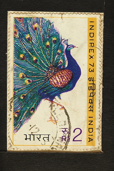 Shutterstock : Closeup of a commemorative postage stamp of India depicting the national bird, Peacock