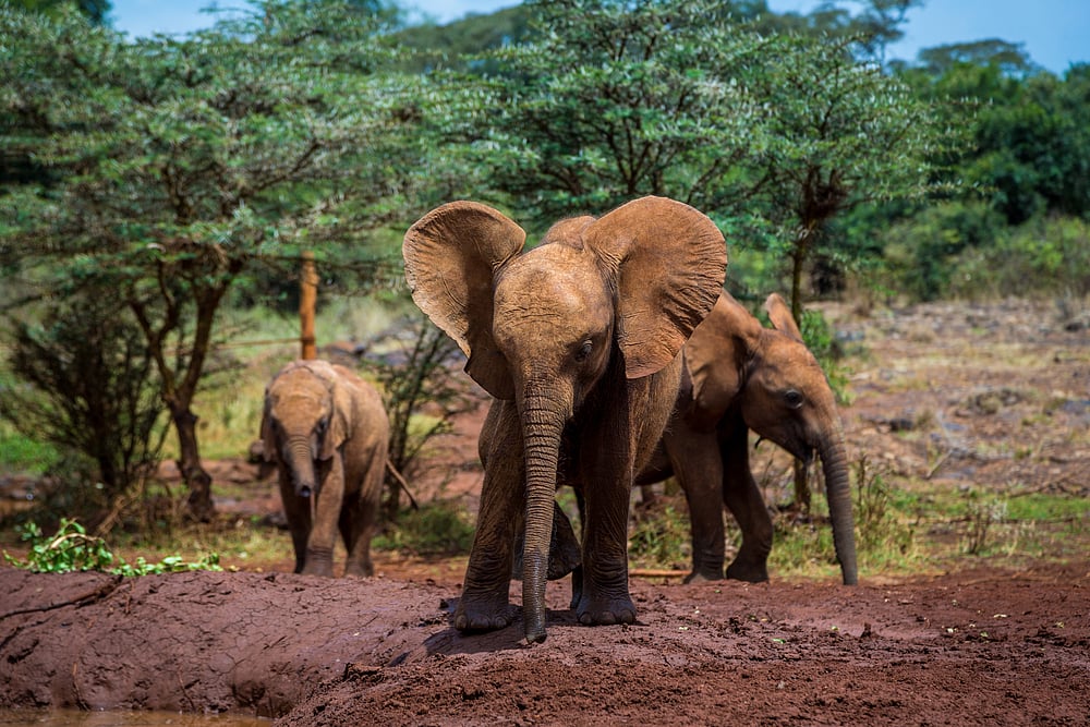 Young Elephants roaming around the bush 