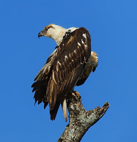 An African fish eagle perched high at the Tarangire National Park