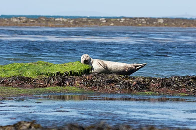 Shutterstock : Sea lion in Inishmore, Aran Islands, Ireland