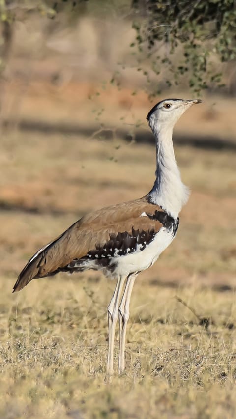 A Great Indian Bustard in the landscape of Rajasthan