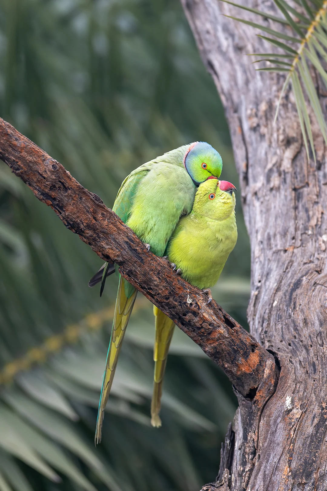 A pair of Rose-ringed Parakeet