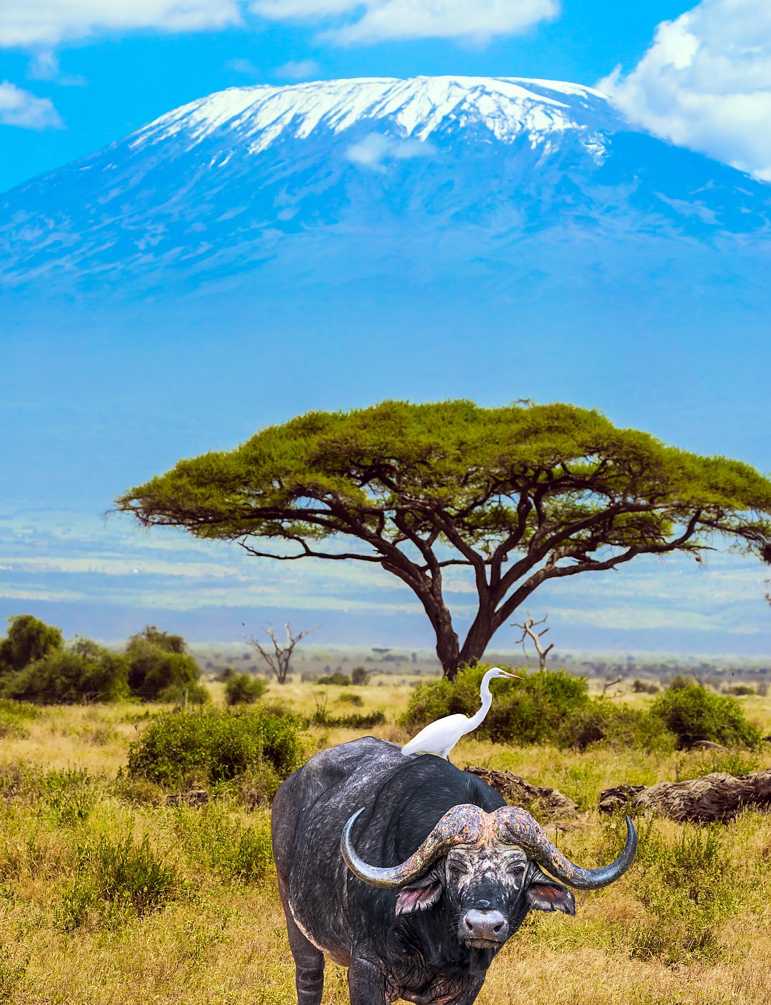 Heron and large scenic buffalo at the foot of Kilimanjaro