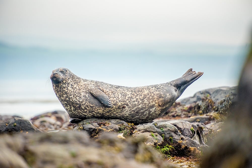 Grey seal on Rathlin Island in Northern Ireland