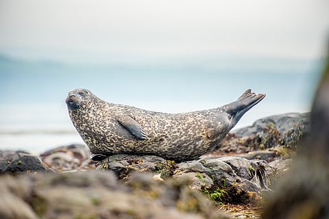Grey seal on Rathlin Island in Northern Ireland