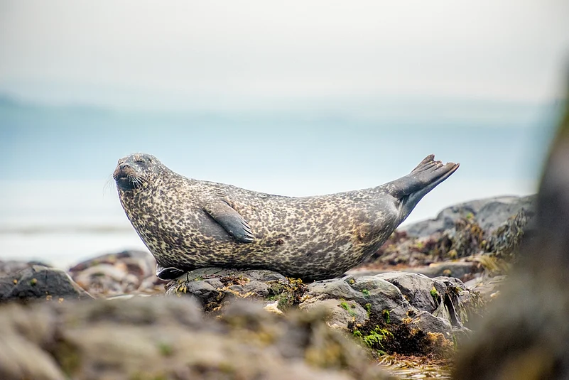 Grey seal on Rathlin Island in Northern Ireland