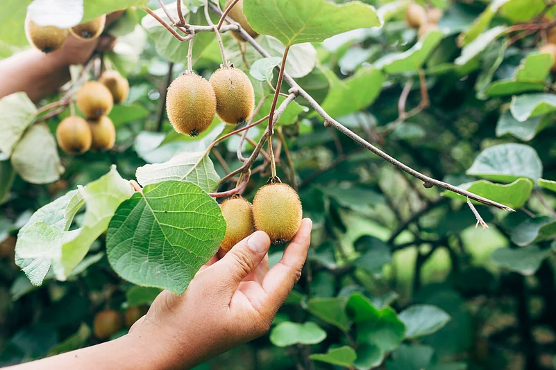 One key initiative is kiwi picking
