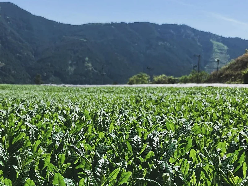Yame tea leaves in Hoshino Village