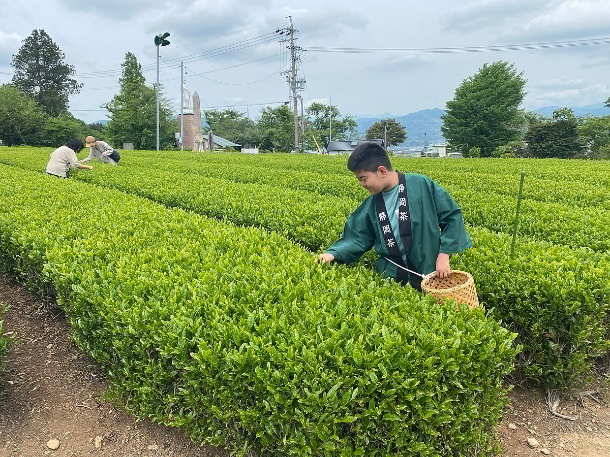 Take part in a tea-picking experience at the Tea Museum