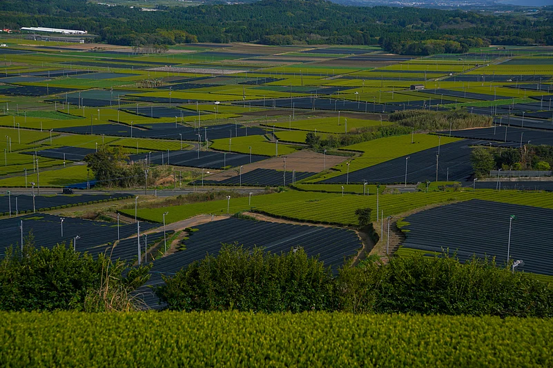Tea fields in Kagoshima