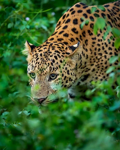 Shutterstock : A male leopard at Kabini Wildlife Sanctuary