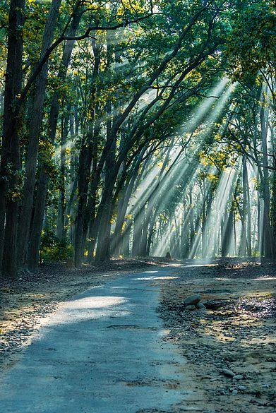 Shutterstock : Winter sunlight tyndalls at Jim Corbett National Park