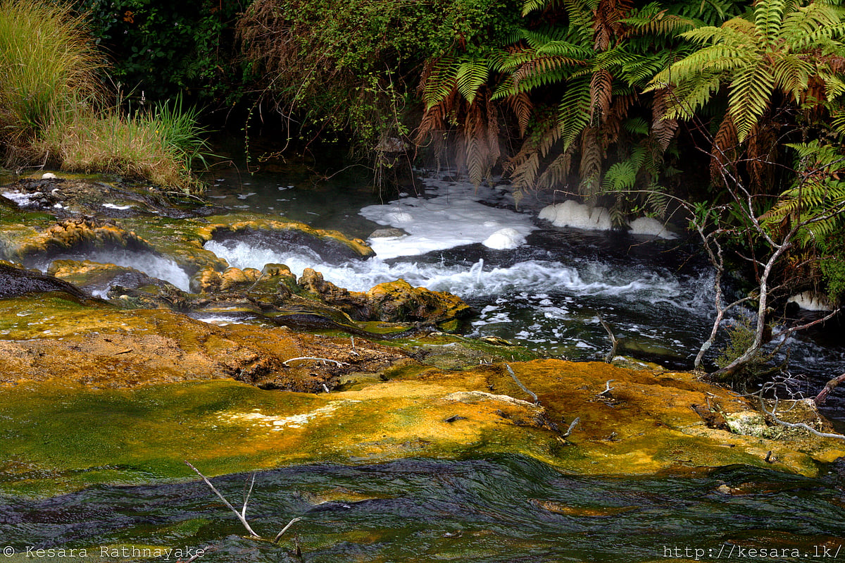 Waimangu Steam Lake