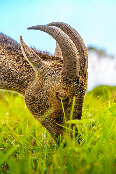 A close-up of a Nilgiri Tahr