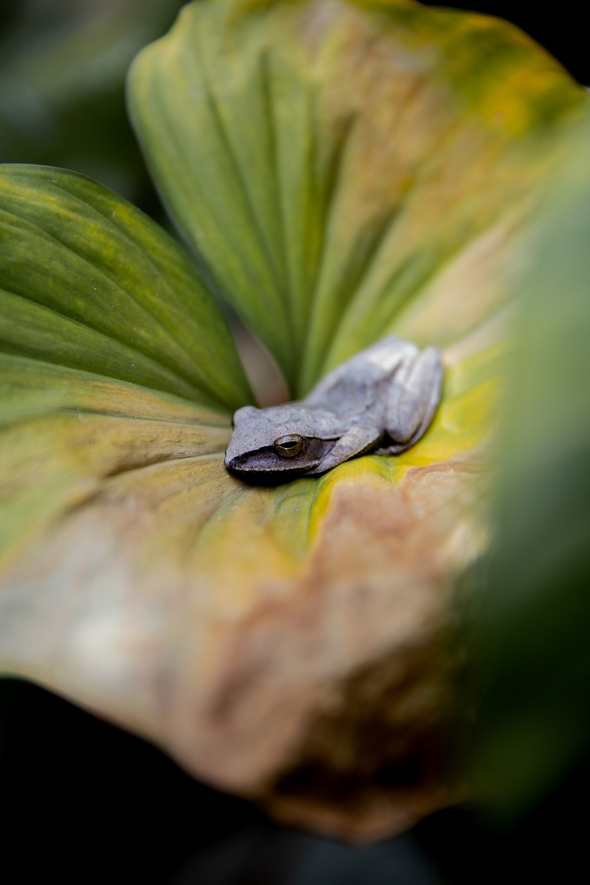 Shutterstock : A little Pacific Tree Frog