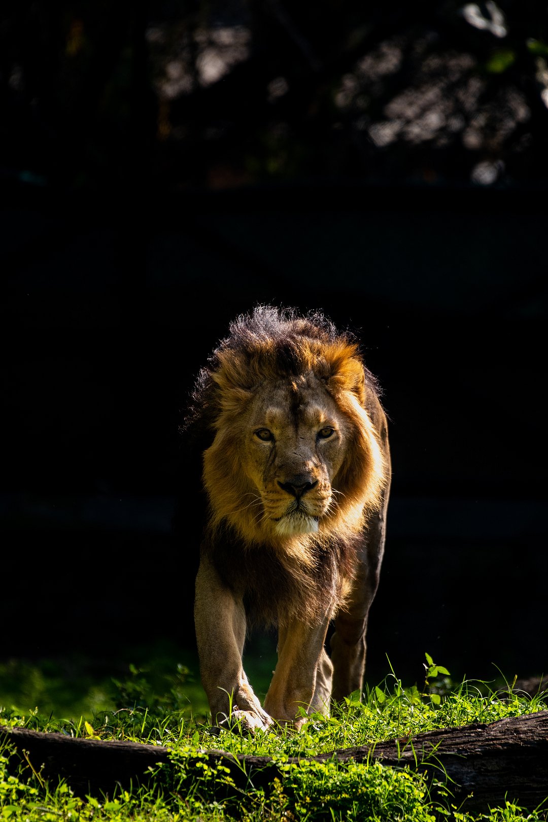 An august Asiatic Lion roams in a forest in Delhi