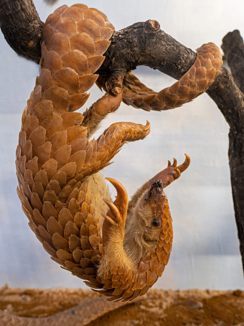 A shot of the endangered Indian Pangolin