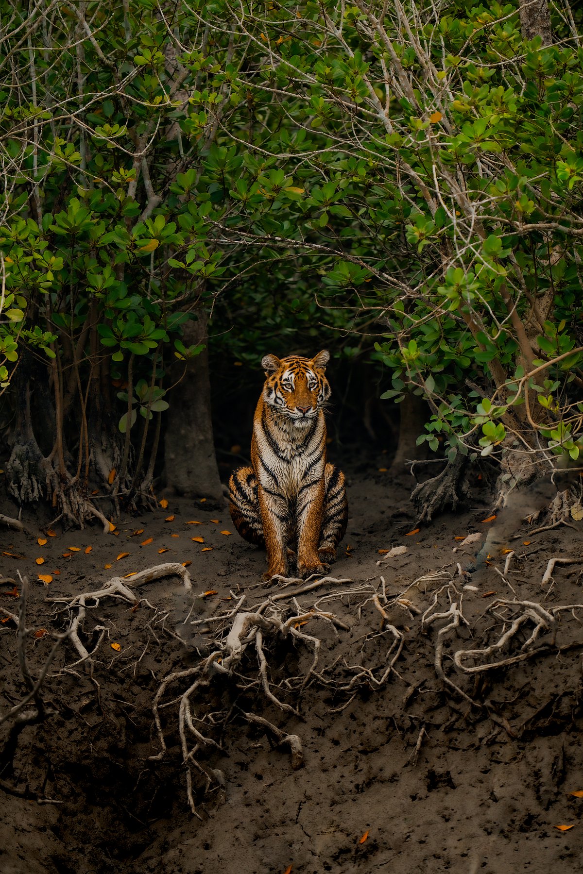 Shutterstock : The Bengal tiger from mangroves of Sundarbans