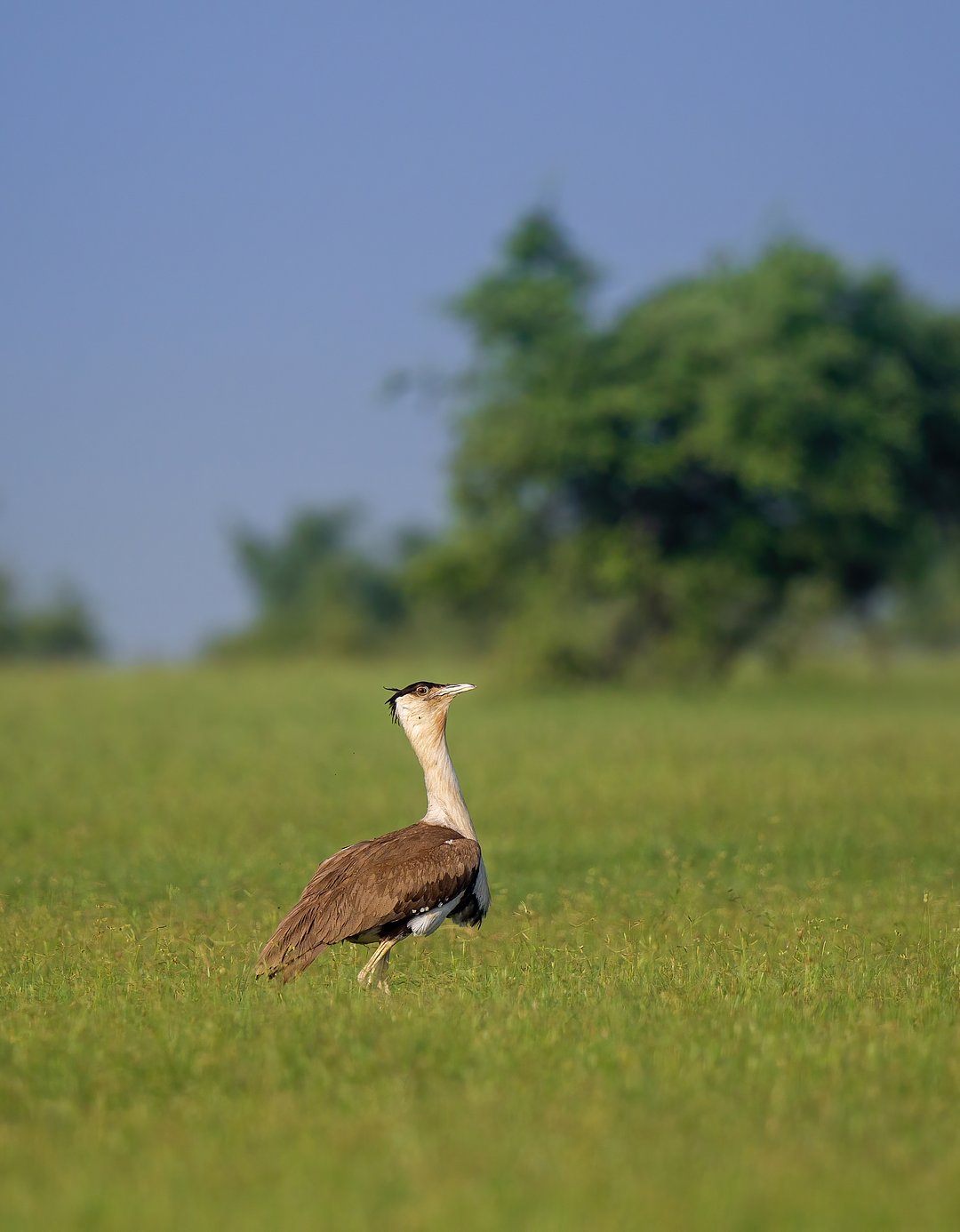 The Great Indian Bustard in its habitat.