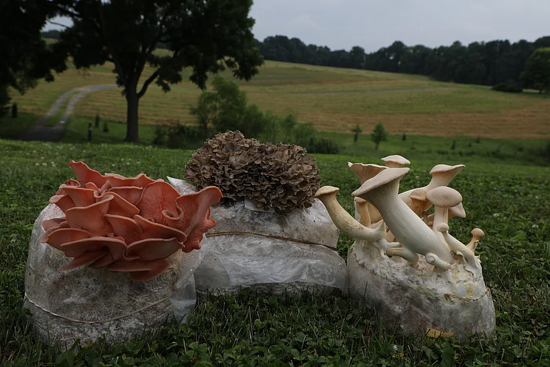 Mushrooms at Kennett Square
