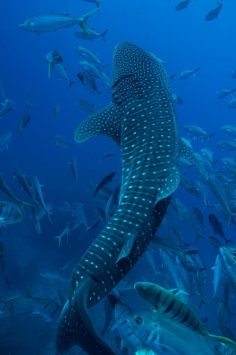 A whale shark