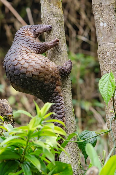 Shutterstock : A Sunda pangolin