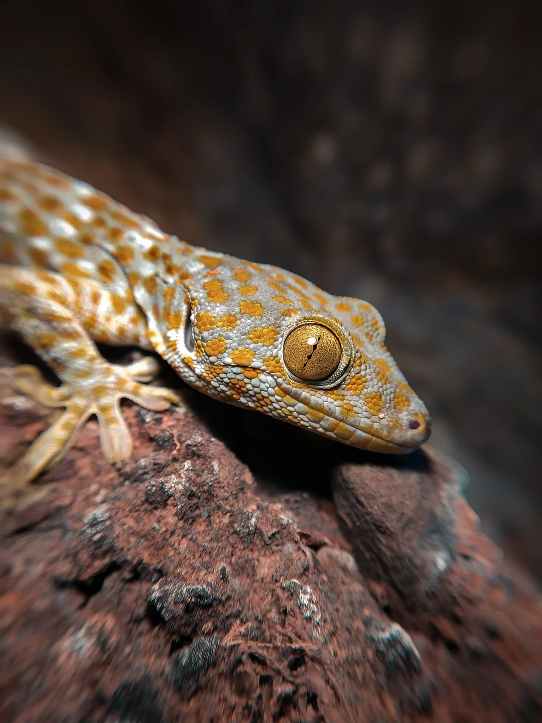 A tokay gecko